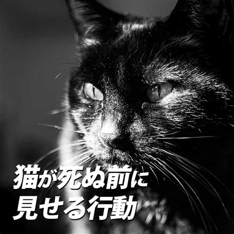 猫死|猫が死ぬ前にみせる兆候、あなたがそのとき愛猫にで。